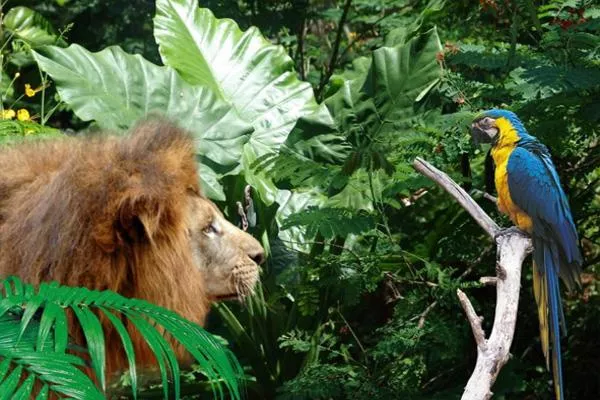 2021海南熱帶野生動植物園門票優惠及游玩攻略