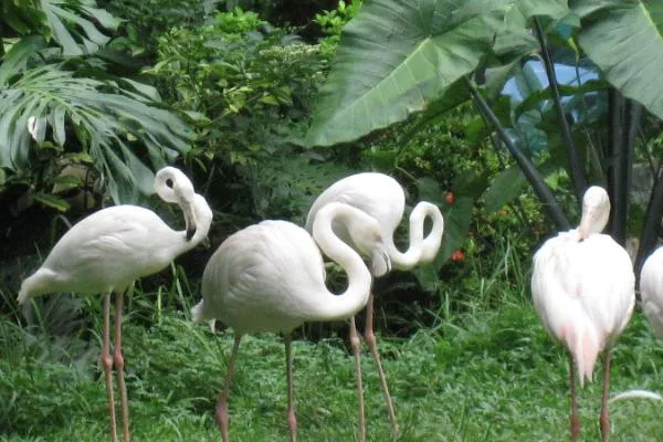 海南熱帶野生動植物園在哪里-怎么去