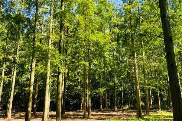 上海避暑的森林公園有哪些景點
