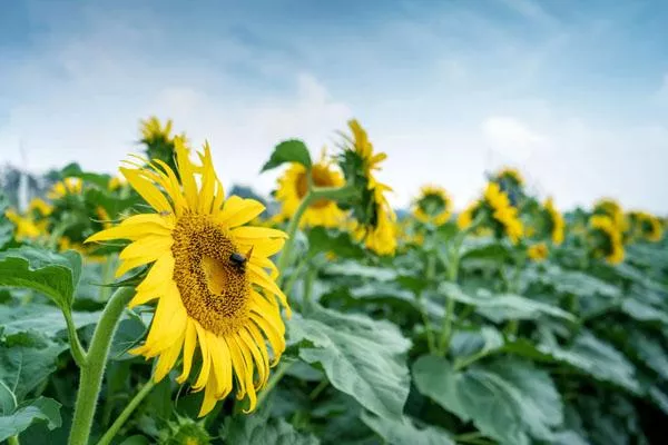 2022廈門哪里可以看向日葵花海