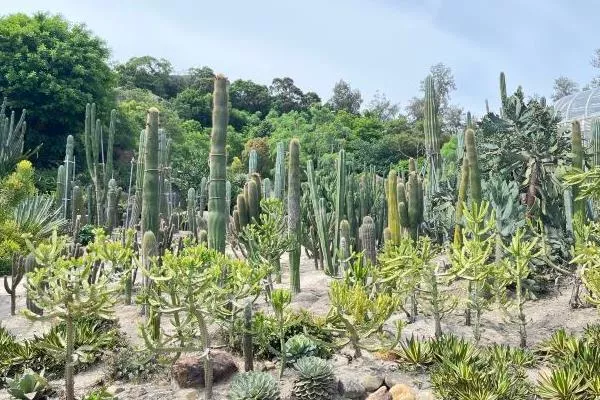 2022廈門植物園暑假免費嗎