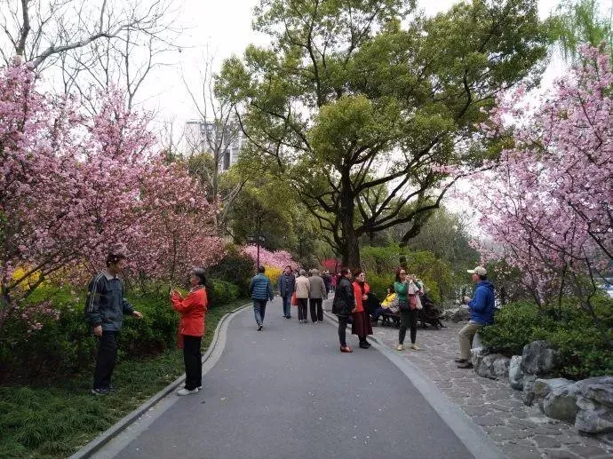 2018年上海魯迅公園櫻花展活動(時間+交通+地址)
