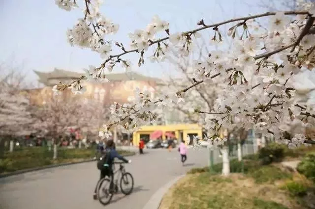 2018年上海魯迅公園櫻花展活動(時間+交通+地址)