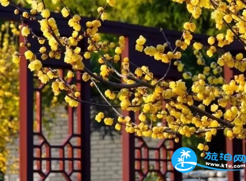 2018上海元宵節賞花有哪些（時間+地址+交通）