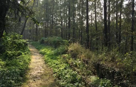 荊州古城自駕旅游攻略