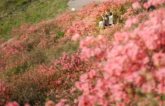 2022木蘭云霧山杜鵑花什么時候開 附云霧山杜鵑花門票及游玩攻略