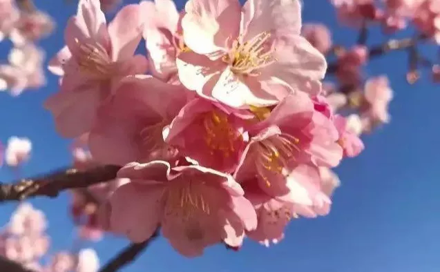 11月日本游攻略 日本自由行旅游詳細攻略 11月日本游攻略 日本自由行旅游詳細攻略