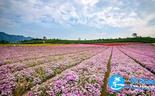 2018上海元宵節賞花有哪些（時間+地址+交通）