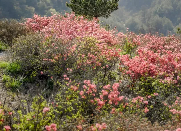 2022木蘭云霧山杜鵑花什么時候開 附云霧山杜鵑花門票及游玩攻略