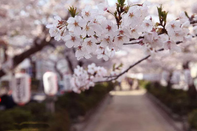 2018年上海魯迅公園櫻花展活動(時間+交通+地址)