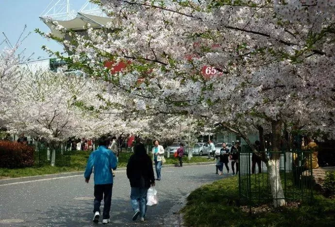 2018年上海魯迅公園櫻花展活動(時間+交通+地址)