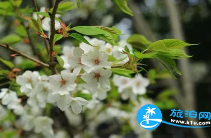 2018上海元宵節賞花有哪些（時間+地址+交通）