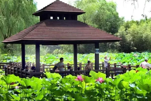 2022上海顧村公園賞荷最佳觀賞地 荷花池在幾號門進去