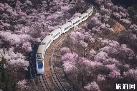2022北京看櫻花的地方在哪