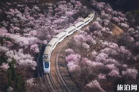 2022北京地鐵S2櫻花專線賞櫻最佳時間