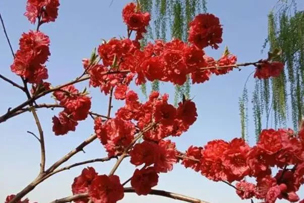 北京看臘梅的公園有哪些