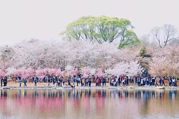 北京櫻花最多的地方 2022北京櫻花三大觀賞勝地推薦