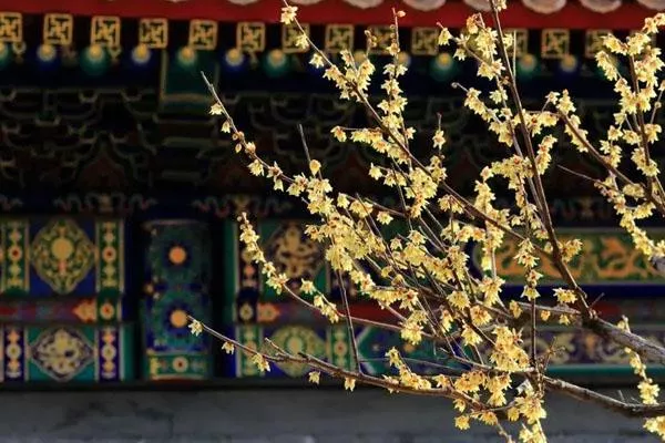 2022北京觀賞梅花景點 最佳賞花攻略