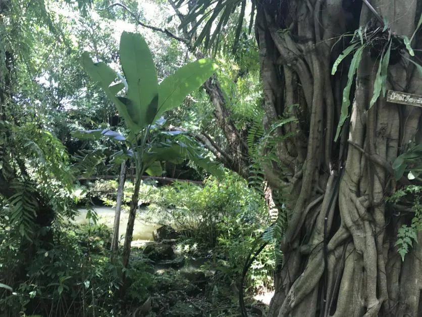 泰國曼谷、沙美島、芭提雅旅游景點圖片