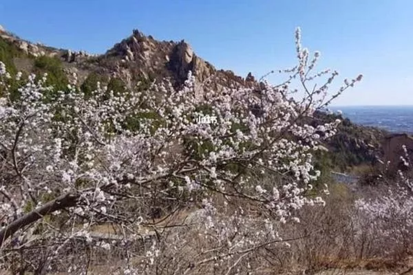 北京春季賞花的地方有哪些 北京賞花攻略