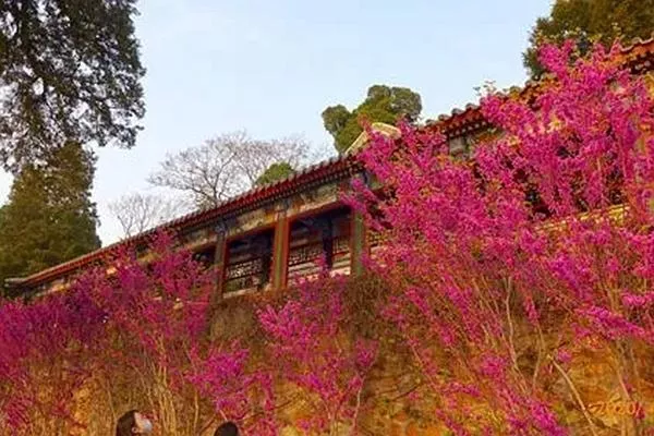 北京春季賞花的地方有哪些 北京賞花攻略
