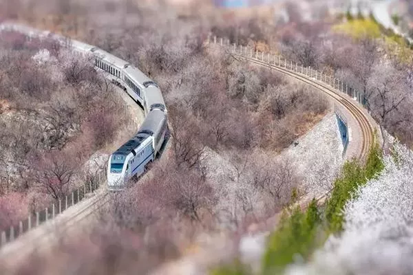 北京最浪漫的櫻花列車 北京櫻花列車攻略