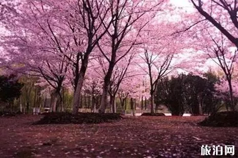 北京哪里賞櫻花2022