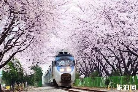 2022北京地鐵S2櫻花專線賞櫻最佳時間