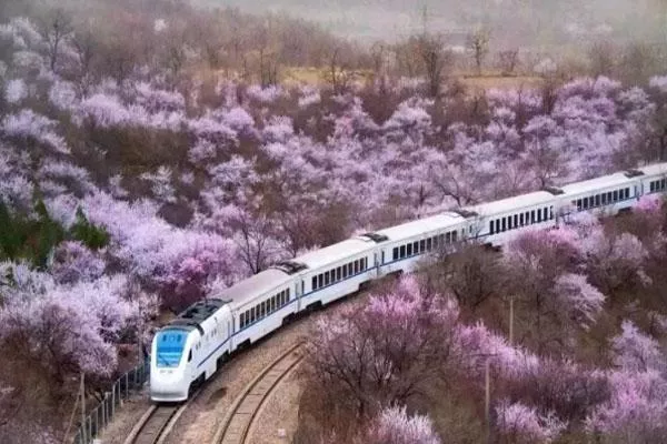 北京櫻花最多的地方 2022北京櫻花三大觀賞勝地推薦