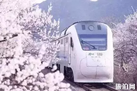 北京哪里賞櫻花2022