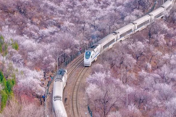 北京最浪漫的櫻花列車 北京櫻花列車攻略