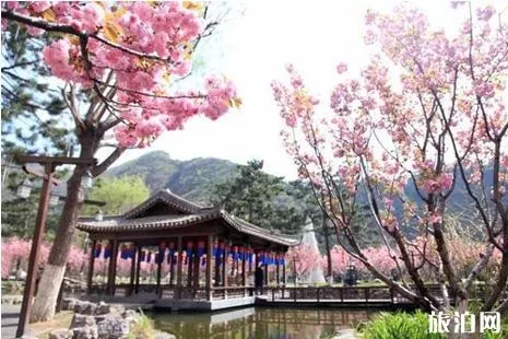 2022北京看櫻花的地方在哪