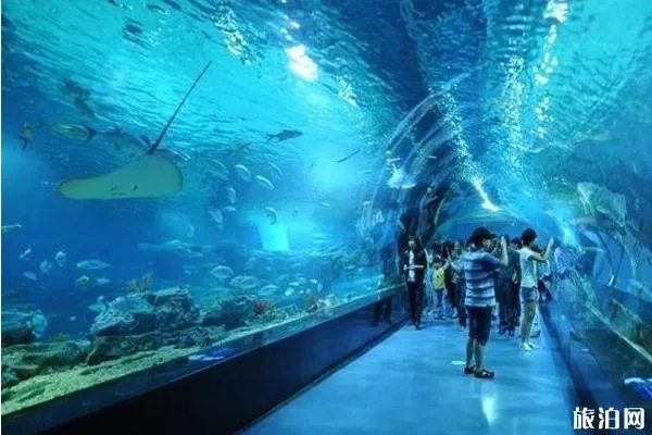 武漢海洋館有哪些