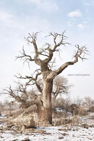 新疆有哪些旅游景點 新疆有什么好吃的 新疆有哪些旅游景點 新疆有什么好吃的