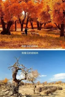 去哪里看胡楊林 去新疆看胡楊林攻略 去哪里看胡楊林 去新疆看胡楊林攻略