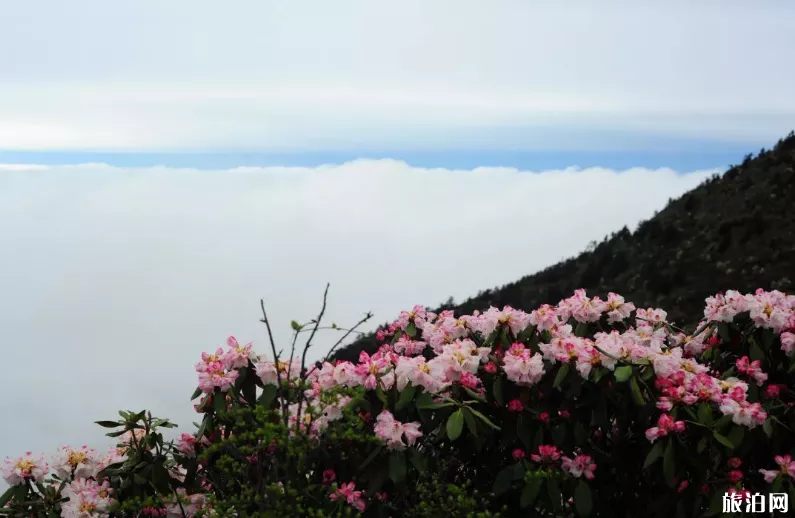 轎頂山自駕游攻略 轎頂山什么時候去比較好 轎頂山自駕游攻略 轎頂山什么時候去比較好