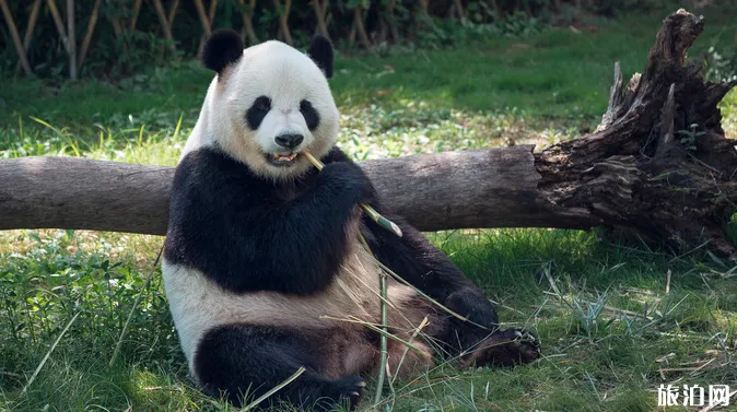 深圳野生動物園暑假門票有什么優惠+夜場看點 深圳野生動物園暑假門票有什么優惠+夜場看點