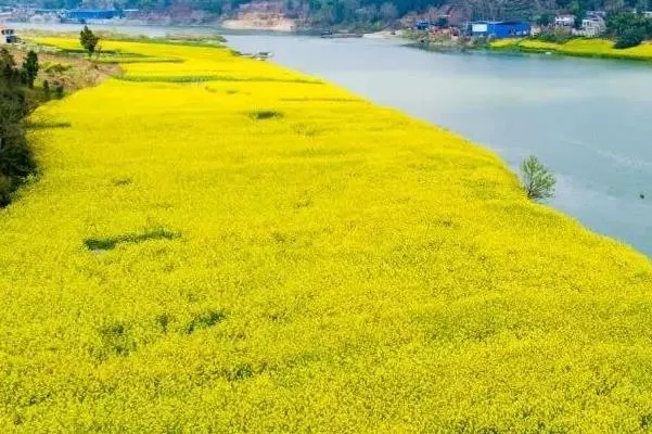 2022年3月成都賞花最好的地方