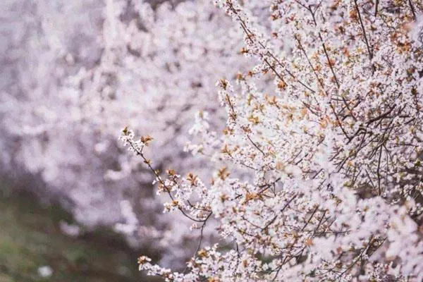 2022成都周邊看桃花的地方有哪些 熱門賞花景點
