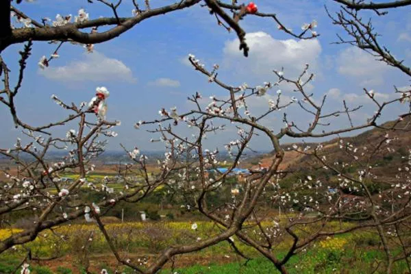 2022成都三月看花的景點推薦 成都三月賞花去哪里