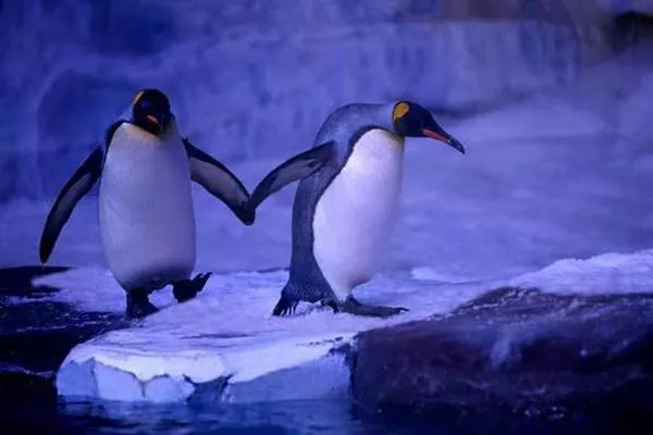 2022成都海昌極地海洋公園三八節門票特惠活動