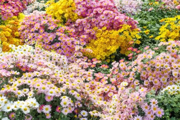 2020年深圳大鵬菊花展時間及展區介紹 2020年深圳大鵬菊花展時間及展區介紹