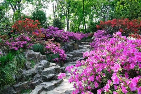 2020上海植物園秋季花展觀賞攻略