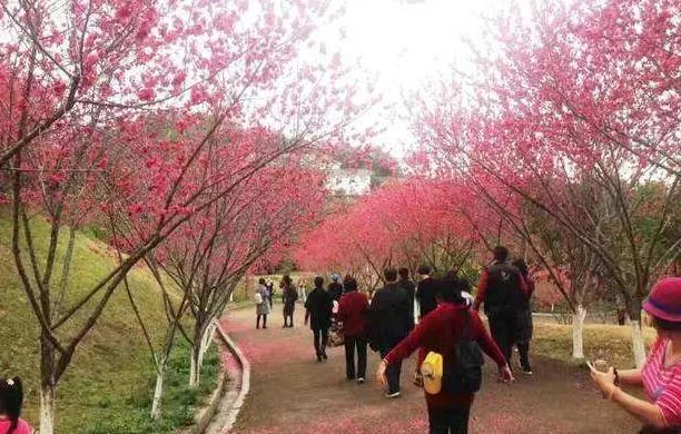 2022廣州梅花在哪里看 這些地方的梅花開了