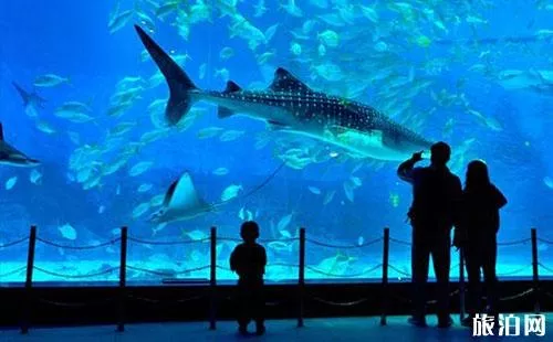 2018煙臺海昌鯨鯊海洋公園門票價格+年卡價格+優惠信息 2018煙臺海昌鯨鯊海洋公園門票價格+年卡價格+優惠信息