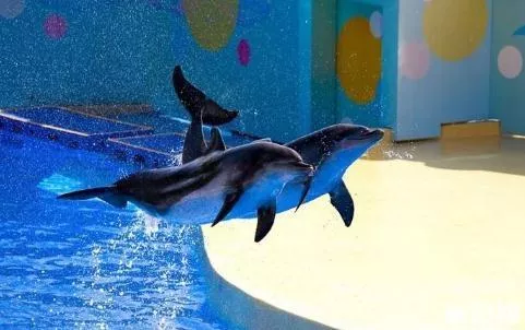 2018煙臺海昌鯨鯊海洋公園門票價格+年卡價格+優惠信息 2018煙臺海昌鯨鯊海洋公園門票價格+年卡價格+優惠信息