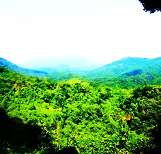 霸王嶺國家森林公園