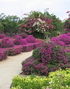 興隆熱帶花園