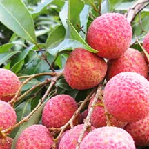無核荔枝