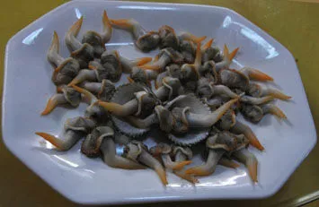 雞腿螺